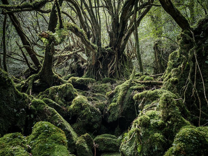Yakushima Yakushima